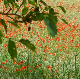 L'�le aux amoureux